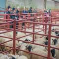 Sheep show and sale (16)